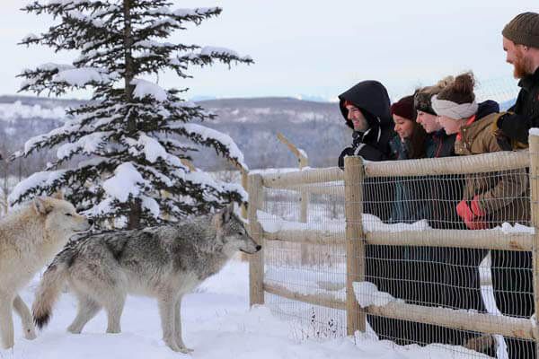 Yamnuska Wolf Dog Sanctuary, Alberta